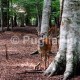 Foresta Umbra - Incontaminata Natura del Gargano